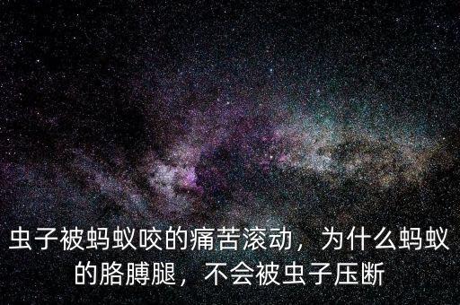 為什么說充滿智慧的螞蟻,蟲子被螞蟻咬的痛苦滾動(dòng)