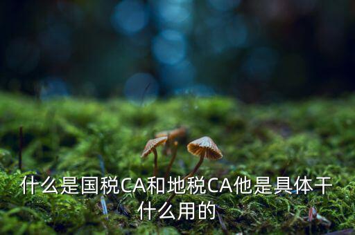 什么是國稅CA和地稅CA他是具體干什么用的