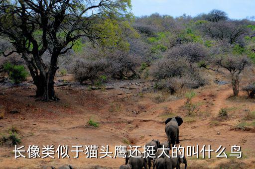 長(zhǎng)像類似于貓頭鷹還挺大的叫什么鳥