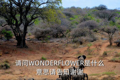 請問WONDERFLOWER是什么意思請告知謝謝