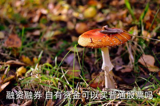 融資融券 自有資金可以買(mǎi)普通股票嗎