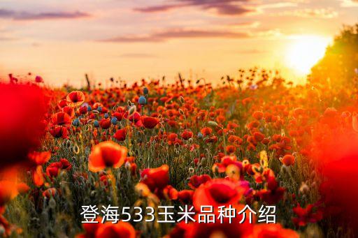 登海533玉米品種介紹