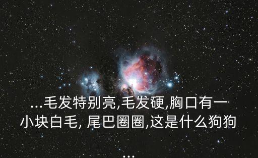 ...毛發(fā)特別亮,毛發(fā)硬,胸口有一小塊白毛, 尾巴圈圈,這是什么狗狗...