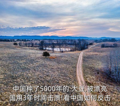 中國種了5000年的 大豆,被漂亮國用3年時(shí)間擊潰!看中國如何反擊