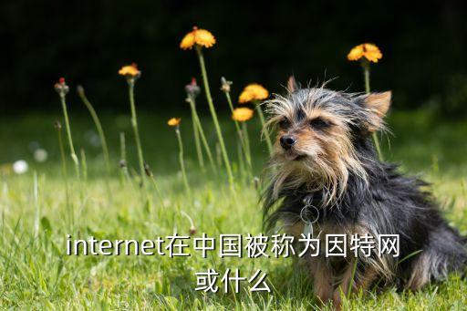 internet在中國(guó)被稱為因特網(wǎng)或什么