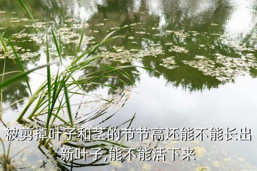 被剪掉葉子和莖的節(jié)節(jié)高還能不能長(zhǎng)出新葉子,能不能活下來