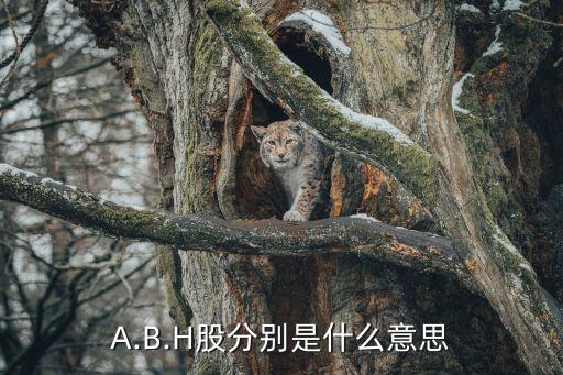 A.B.H股分別是什么意思